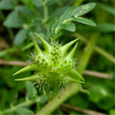Egrow 100 Pcs/Pack Tribulus Terrestris Seeds Tribulus Terrestris Semente Plant Herba Tribuli