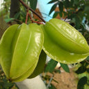 Egrow 50Pcs/Pack Carambola Seeds Garden Sementes Averrhoa Star Fruit Tree Seeds Woody Plants