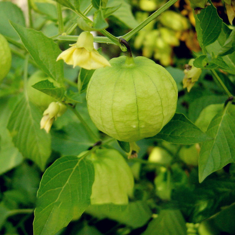 Egrow 20Pcs/pack Physalis Seeds Garden Fruit Flower Latern Golden Berry Tree Seeds