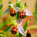 Egrow 100Pcs/Pack Orchid Flower Seeds Garden Balcony Plants Bee Smile Face Flower Seeds