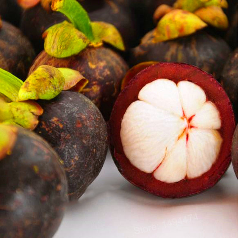 Egrow 50Pcs/Pack Mangosteen Seeds Tropical Sour Sweet Fruit Seeds Garden Plants Tree Bonsai