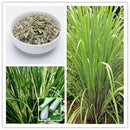 Egrow 30Pcs/Pack Lemon Grass Seeds Home Garden Herb Plants DIY Homemade Essential Oil