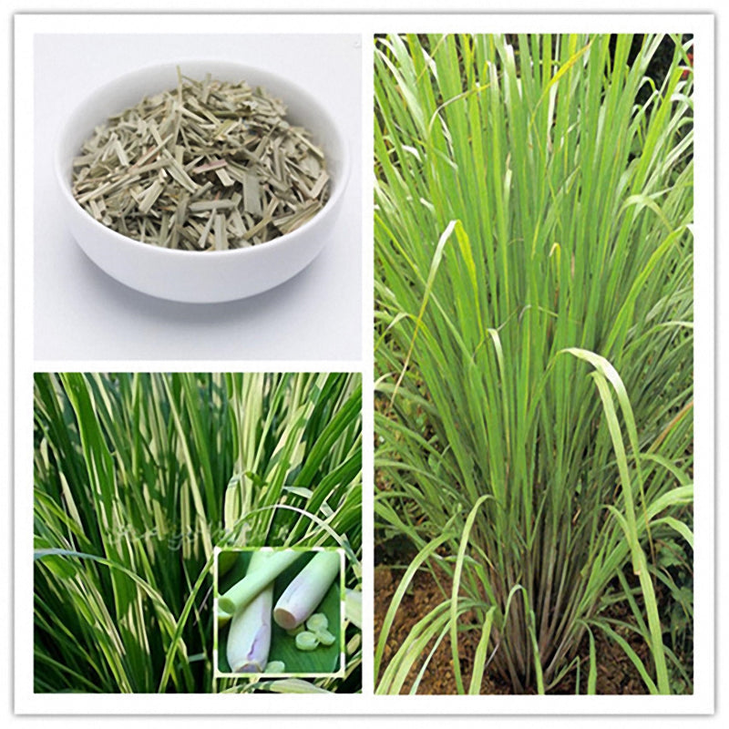 Egrow 30Pcs/Pack Lemon Grass Seeds Home Garden Herb Plants DIY Homemade Essential Oil