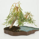 Egrow 20Pcs/Pack  Willow Seeds Willow Tree Plant Bonsai Hardy Exotic Species Fast Growing Garden Plants Perennial Evergreen Plants