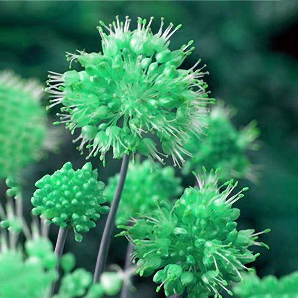 Egrow 100 PCS Giant Allium Giganteum Globemaster Beautiful Flower Seeds Garden Plant Seed