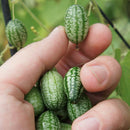 Egrow 50Pcs/Bag Mini Watermelon Seeds Thumb Watermelon Seeds Watermelon Fruit Seeds Indoor Plants