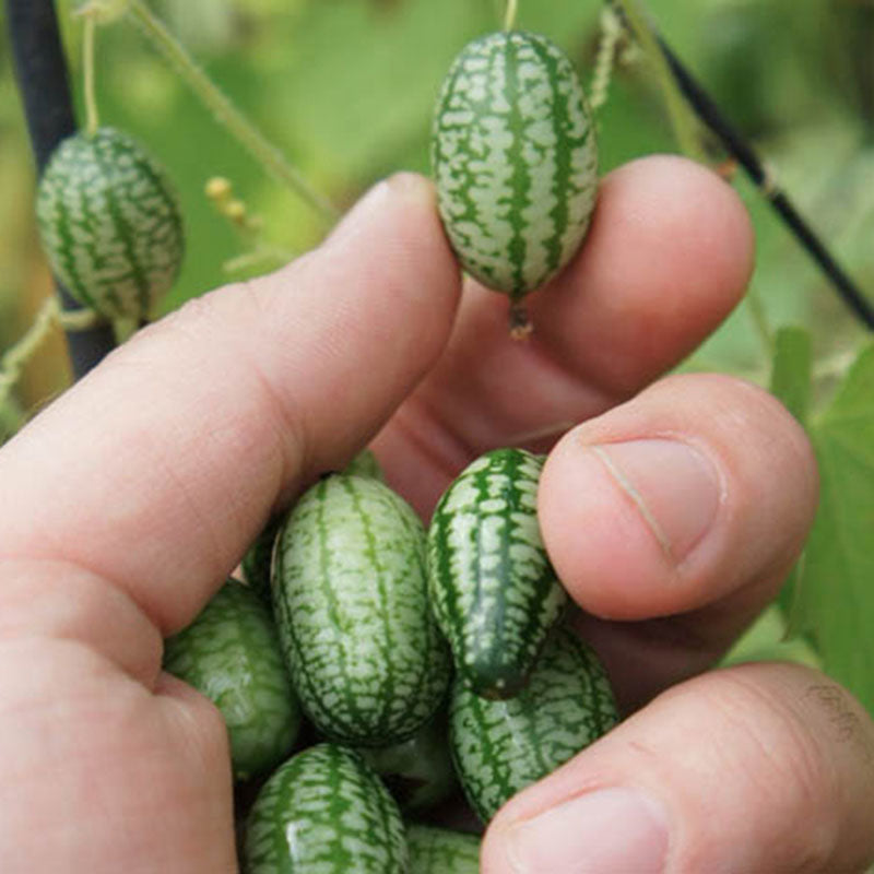 Egrow 50Pcs/Bag Mini Watermelon Seeds Thumb Watermelon Seeds Watermelon Fruit Seeds Indoor Plants