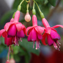 30PCS Fuchsia Hybrida Voss Seeds Potted Ornamental Plants Garden Bonsai