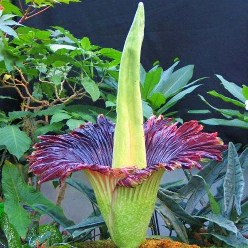 Egrow 10Pcs/Pack Corpse Flower Seeds Beautiful Flower of Indonesia The World's Largest Flower