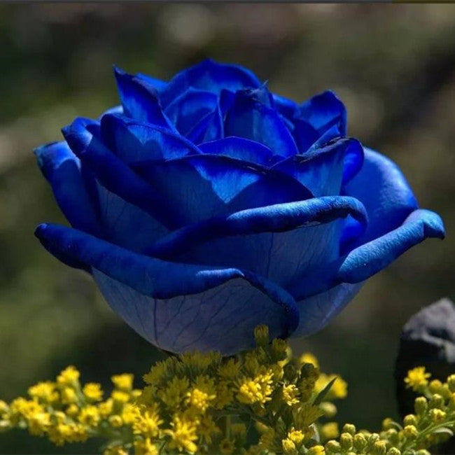 100 PCS Blue Dragon Rose Seeds Rare Beautiful Stripe Rose Bush Plant Garden