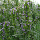 Egrow 100 Pcs/Pack Hyssop Grass Seeds Hyssop Grass Flower Blue Flower Hyssop Home Garden Decoration