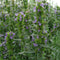 Egrow 100 Pcs/Pack Hyssop Grass Seeds Hyssop Grass Flower Blue Flower Hyssop Home Garden Decoration