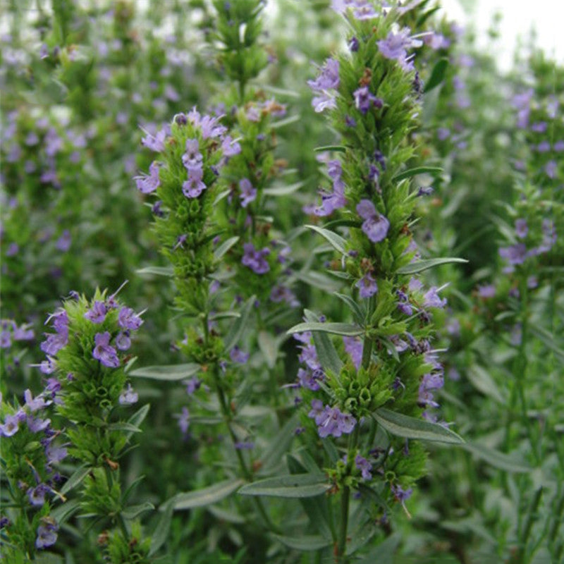 Egrow 100 Pcs/Pack Hyssop Grass Seeds Hyssop Grass Flower Blue Flower Hyssop Home Garden Decoration