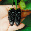 Egrow 200 pcs Blackberry Fruit Seeds Home Garden Plantting Perennial Potted Sweet Fruit Seed