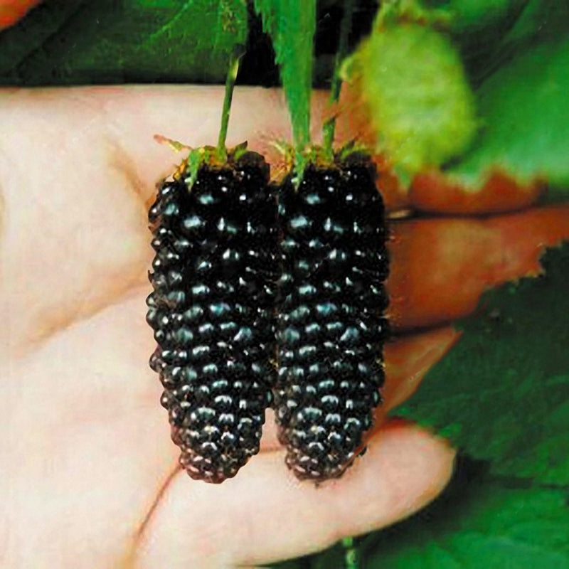 Egrow 200 pcs Blackberry Fruit Seeds Home Garden Plantting Perennial Potted Sweet Fruit Seed