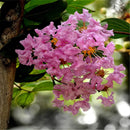 Egrow 120 Pcs/Pack Myrtus Seeds Lagerstroemia Indica Tree Plant Crape Myrtus Flower Seeds