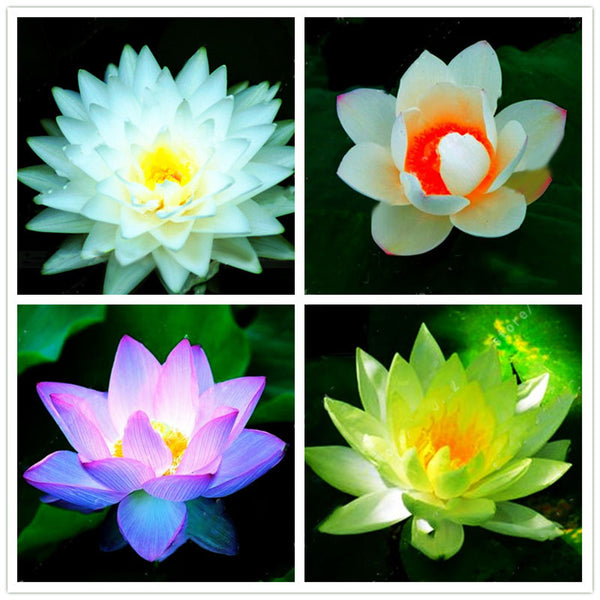 Egrow Lotus Flower Seeds Aquatic Plants Bonsai Lotus Seeds Perennial Plant for Home Garden