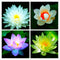Egrow Lotus Flower Seeds Aquatic Plants Bonsai Lotus Seeds Perennial Plant for Home Garden