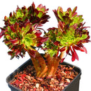 Egrow 100 PCS / Pack Cockscomb Seeds Succulents Bonsai Garden Cactus Flower