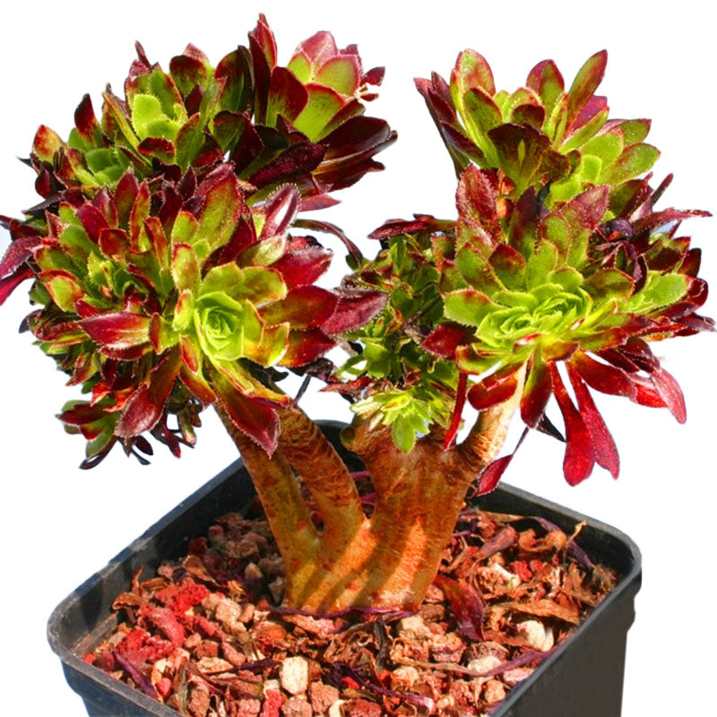 Egrow 100 PCS / Pack Cockscomb Seeds Succulents Bonsai Garden Cactus Flower