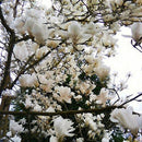 Egrow 10Pcs/Pack Magnolia Seeds Garden Light Fragrant Tree Seeds Ornamental Plants