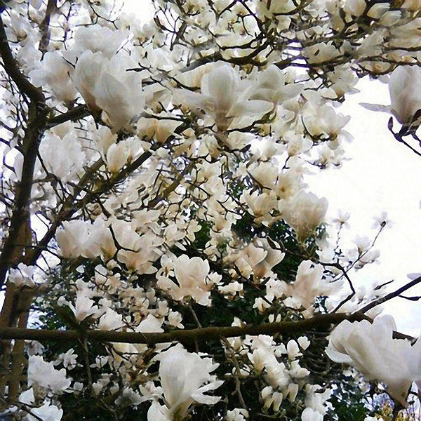 Egrow 10Pcs/Pack Magnolia Seeds Garden Light Fragrant Tree Seeds Ornamental Plants