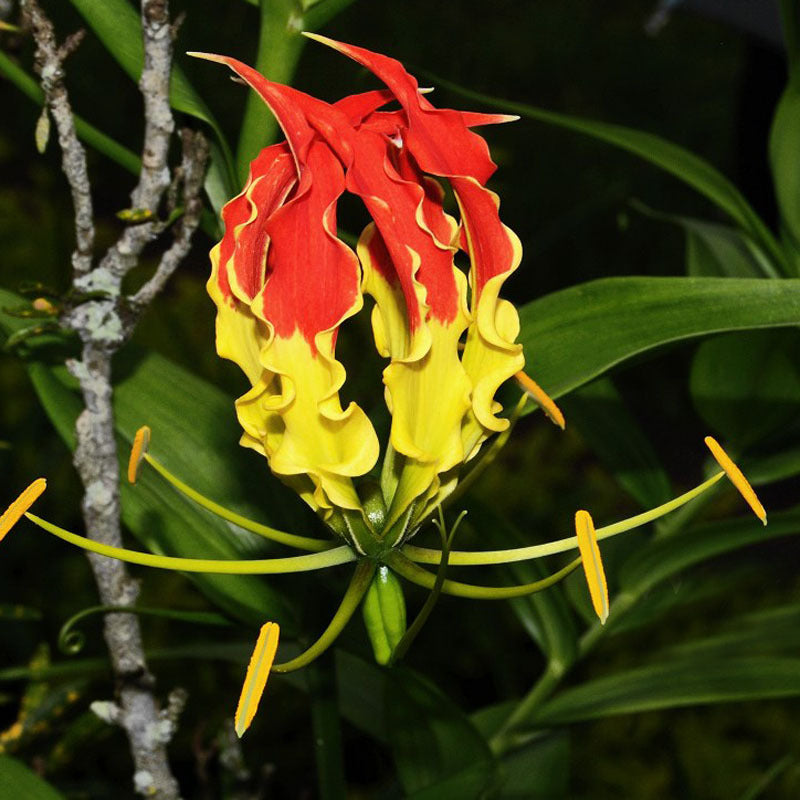 Egrow 50 Pcs/Pack Lily Seeds Garland Flame Lilium Brownii Flower Bonsai Balcony Bonsai Courtyard Plant Flowers Lily Plants