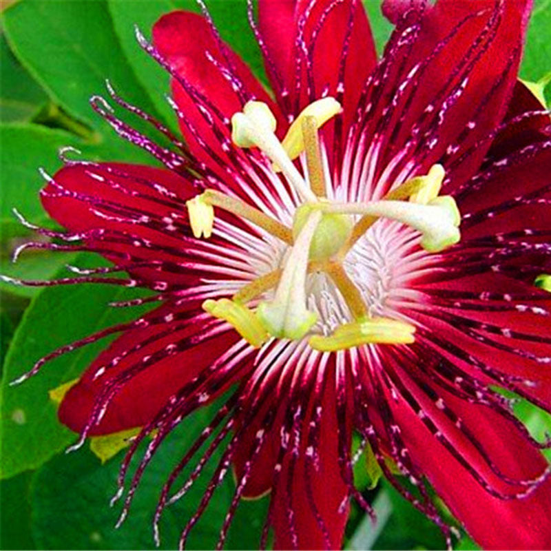 Egrow 100Pcs/Pack Passiflora Seeds Flower Flores Vine Fruit Passiflora Bonsai Plant Plantas DIY Home Garden