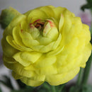 Egrow 50Pcs/Pack Persian Buttercup Seeds Home Garden DIY Plants Ranunculus Asiaticus Seeds