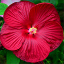 Egrow 50Pcs/Bag Hibiscus Flower Seeds Moscheutos Bonsai Giant Hibiscus Flower Bonsai Perennial Cottonrose Hibiscus Rare Bonsai Plant