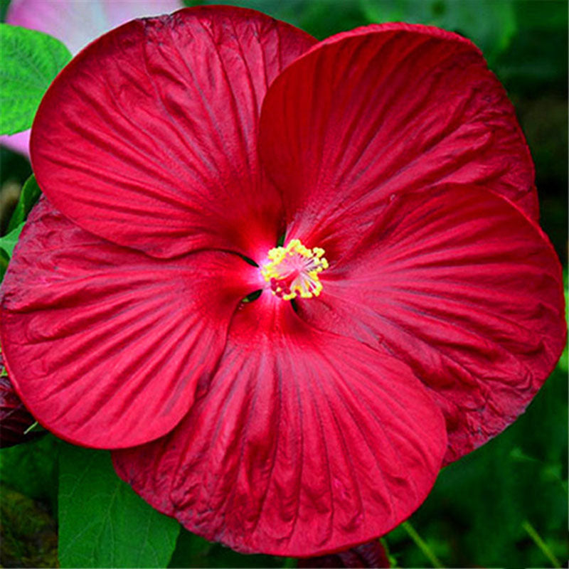 Egrow 50Pcs/Bag Hibiscus Flower Seeds Moscheutos Bonsai Giant Hibiscus Flower Bonsai Perennial Cottonrose Hibiscus Rare Bonsai Plant