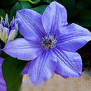 Egrow 100Pcs/pack Clematis Seeds Beautiful Climbing Plant Flower Seeds Bonsai Pot Perennial Flowers