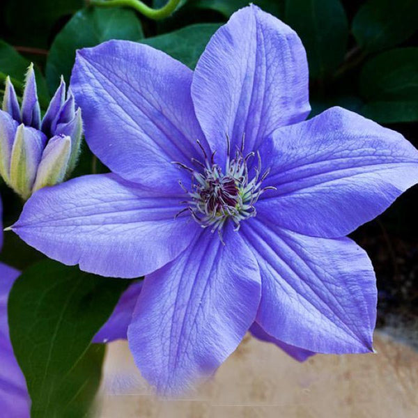 Egrow 100Pcs/pack Clematis Seeds Beautiful Climbing Plant Flower Seeds Bonsai Pot Perennial Flowers
