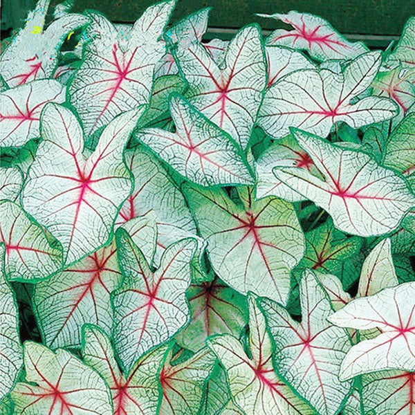 Egrow 100Pcs/Pack Colorful Janpanse Coleus Seeds Garden Foliage Plants Flowers Bonsai