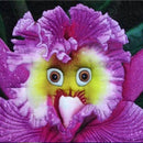 Egrow 100Pcs/Pack Monkey Face Orchid Seeds Home Garden Bonsai Plants Flowers