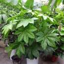 Egrow 240 Pcs/Pack Fatsia Japonica Tree Seeds Fatsia Japonica Tree Semente Plant Shrub Tree