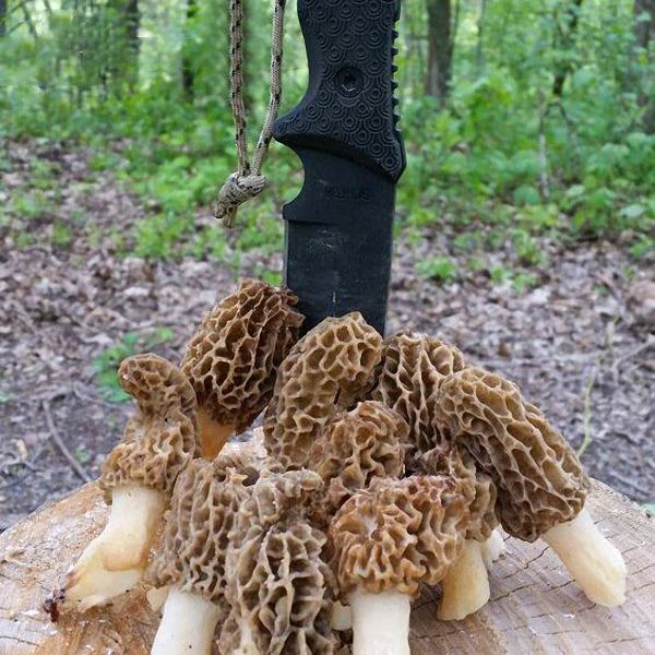 Egrow 100Pcs/Bag Morel Mushroom Strains Seeds Garden Planting Edible Eryngii Vegetable Seeds