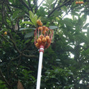 Deep Basket Fruit Picker Convenient Horticultural Fruit Picker Gardening Pe I4W3