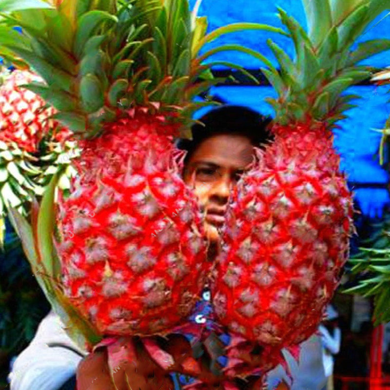 Egrow 100 Pcs/Bag Pineapple Seeds Dwarf Pineapple Plantas Tree Fruit Rare Bonsais Plant Bonsai For Home Garden Decoration