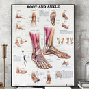 Anatomy of Foot and Ankle Poster Anatomical Chart Human Body Educational Home Decor
