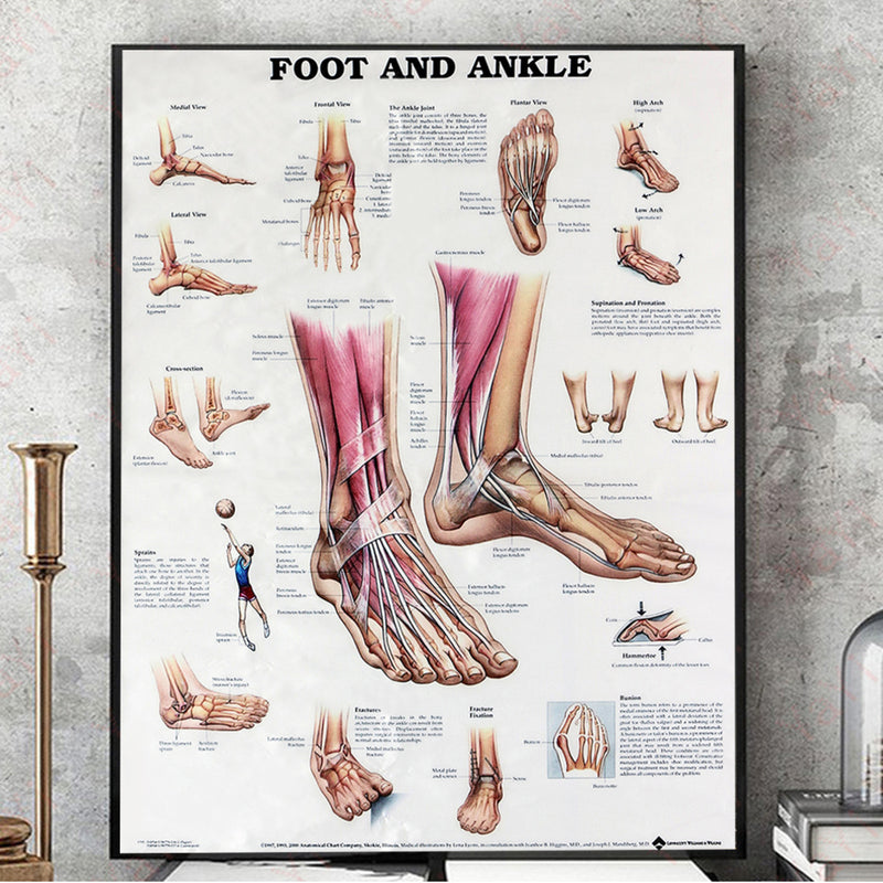 Anatomy of Foot and Ankle Poster Anatomical Chart Human Body Educational Home Decor