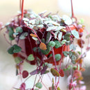 Egrow 100Pcs/Bag Ceropegia Succulent Seeds Garden Indoor Rare Flower Bonsai Plant Seed