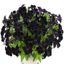 Egrow 100Pcs Black Petunia Seeds Rare Bonsai Flower Seeds Annual Bonsai Petunia
