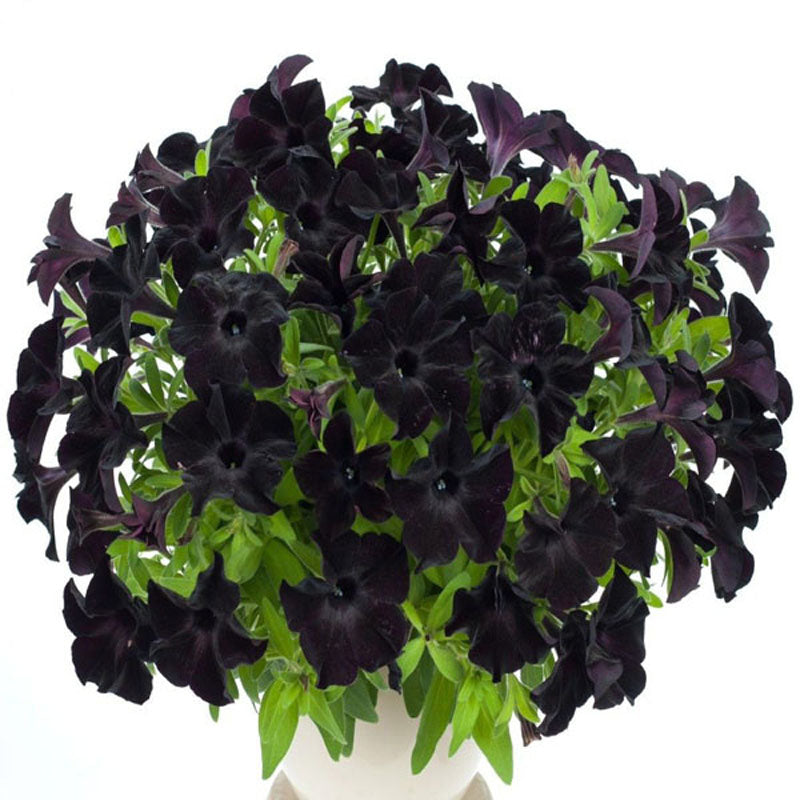 Egrow 100Pcs Black Petunia Seeds Rare Bonsai Flower Seeds Annual Bonsai Petunia