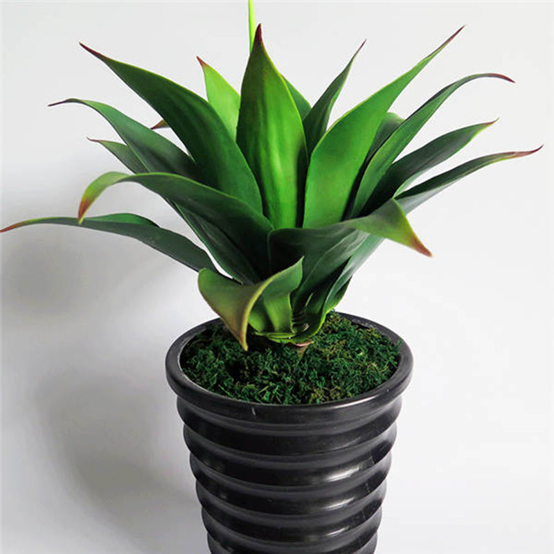 Egrow 100 Pcs/Pack Maguey Seeds Mixed Rare Aloe Agave Bonsai Rare Succulent Plants Agave Potted For Home and Garden Decoration