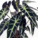 Egrow 50 Pcs/Pack Alocasia Seeds Plant Black Leaf Alocasia Bonsai Tree Indoor Ornamental Plants Home Garden Decoration