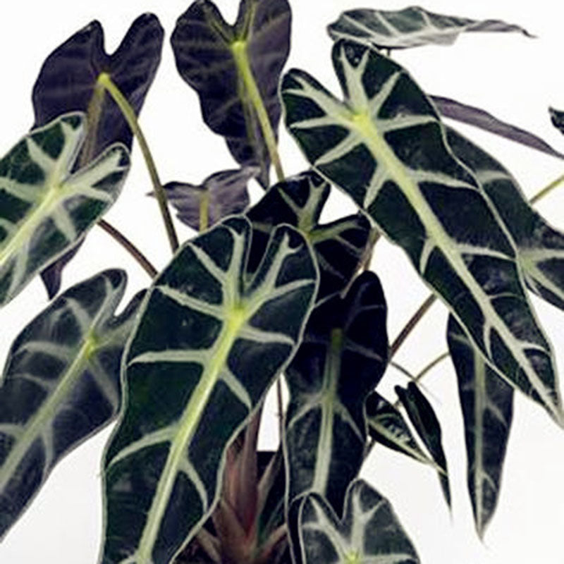 Egrow 50 Pcs/Pack Alocasia Seeds Plant Black Leaf Alocasia Bonsai Tree Indoor Ornamental Plants Home Garden Decoration