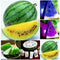 20Pcs Watermelon Multi-color Flesh Magic Garden Seeds Summer Cool Fruit Garden Farm Landscape