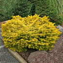 Egrow 50PCS/Pack Cedar Seeds Spruce Tree Seedling Rare Tree Bonsai Plant JAPANESE Cedar Home Garden Bonsai