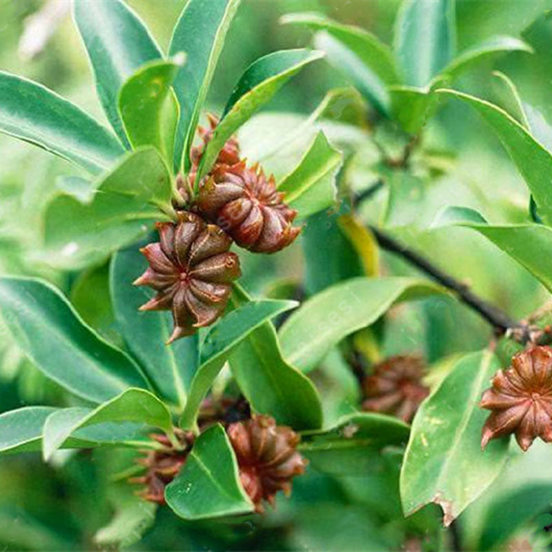 Egrow 20Pcs/Pack Star Anise Tree Seeds Illicium Verum Cooking Seasoner Plants for Home garden Planting